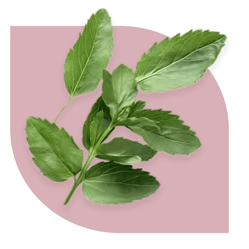 Stevia leaf extract